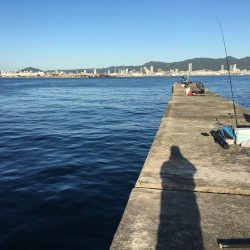 太刀魚、サゴシ